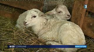 Agriculture  Lheure des naissance dans les élevages de moutons [upl. by Aiciles]