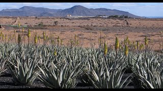 Oplevelser på Fuerteventura  Aloe Vera er øens og naturens vidundermiddel [upl. by Eibmab343]