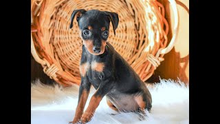 Mini Pinscher puppies for Sale [upl. by Roger76]