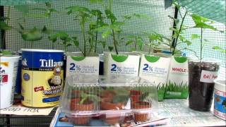 Thrifty Gardener Reuse Food Containers for Plants Make A Grow Box [upl. by Claus440]