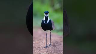 Lake Naivasha Kenya Beautiful birds [upl. by Otsirave918]