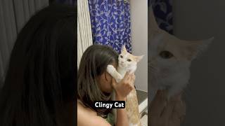 Clingy cat ytcat cat catlover catyt catcat cute cuteyt funny catsytube catbaby catt [upl. by Retsev]