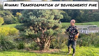 Niwaki Transformation for a Beuvronensis Pine [upl. by Tnecillim]