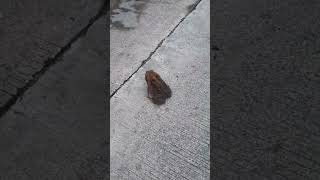 Frog in the roadshort videoanimal [upl. by Edac96]