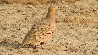 Chestnutbellied sandgrouse call rajasthan india [upl. by Ainocal]