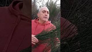 🧹🧹 ¿Sabíais por qué a esta planta le llaman escoba 🌳🧹 Cytisus scoparius 🧹🥖 Para esto se usa [upl. by Ailana]