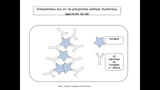 Immunité adaptative vidéo1 AC et LB partie1 TS [upl. by Goeger]