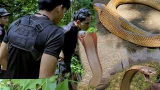 ANG NAG LALAKIHANG COBRA SA ANTIPOLO [upl. by Oswald171]