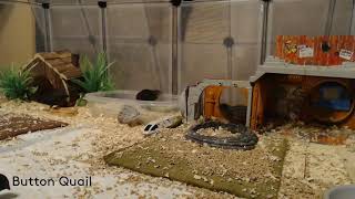 Button Quail Cam 10724 [upl. by Graf]