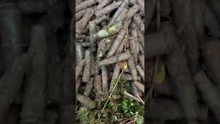 Metal Detecting WW2 metaldetecting treasure [upl. by Nwadal389]