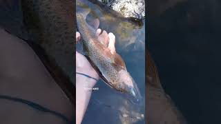 A sweet Deschutes fish The trout are happy flyfishinglife flyfishing catchandrelease [upl. by Idmann]