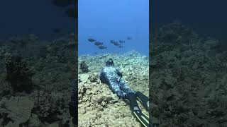 Once in the depths fishing spearfishing fish ocean [upl. by Ahsie]