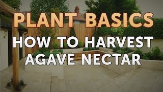 How to Harvest Agave Nectar [upl. by Innavoj721]