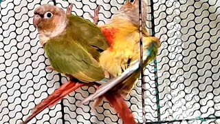 Mating of Pineapple ConuresPineapple Conure Breeding VideoConures Breeding [upl. by Newberry845]