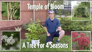 Temple of Bloom  A Tree for Four Seasons Seven Son Flower [upl. by Luaped]