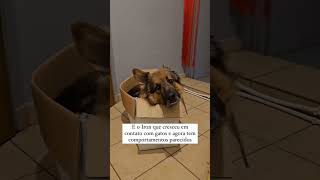 Clica na legenda para ver o vídeo completo 🐾🐶😹 [upl. by Gefen]