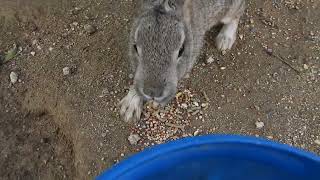 Feeding a desert cottontail rabbit [upl. by Pass]