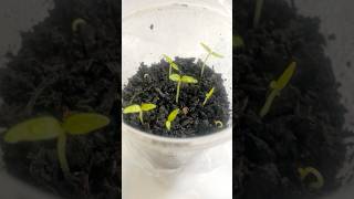 Naga seedlings for 2025 [upl. by Ardys]