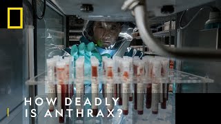 Anthrax How Deadly Is It  The Hot Zone Anthrax  National Geographic UK [upl. by Anawek]