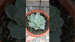 herra succulents music dance song highlights freshfrommygarden [upl. by Enelyahs]