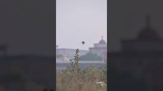 Bee Eater ready to takeoff wildlife wildlifefilmmaking bihar birds animals wildlifeofindia [upl. by Milman161]