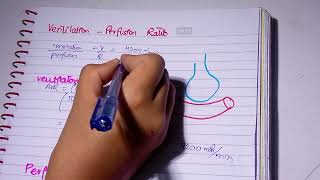 Ventilation Perfusion Ratio l VQ ratio l zones of lungs l Respiratory Physiology [upl. by Nivloc]