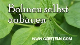 Buschbohnen bzw Fisolen im Garten selbst anbauen [upl. by Benoite]