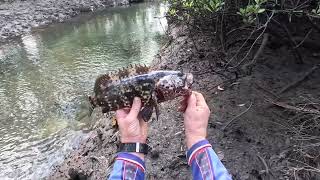 FISHING EDITION  WALKING MANGROVES  CRABBING  HINCHINBROOK [upl. by Melonie]