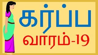 Pregnancy  Tamil  Week 19  வாரம் 19 [upl. by Cesaria34]