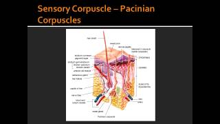 Free nerve endings Merkels Discs Meissners amp Pacinian Corpuscles [upl. by Elletnohs526]