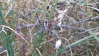 Argiope nest and web in Chambal forest [upl. by Olympia]