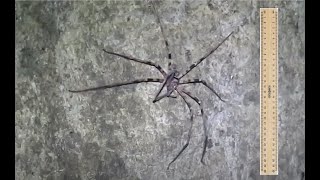 Giant Huntsman Spider Heteropoda maxima [upl. by Anaiviv]