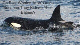 Do Pilot Whales Mob Orcas Because They Kidnap Their Babies [upl. by Aidin]