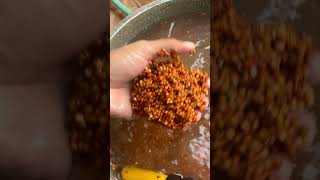 DIY mushroom grain spawn for beginnersFULL VIDEO on YT Channel tutorial businessideas2024 [upl. by Ahsieker975]