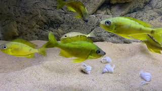 Ophthalmotilapia nasuta quotgoldquot Kipili F1 colony  PISCES [upl. by Cathrine727]