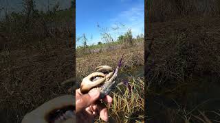 Big crab catching videos in flooded  beautiful natural places rurallove rural ricefield crab [upl. by Elsy]