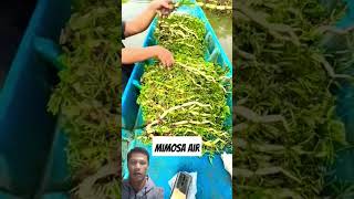 Mimosa air agriculture farming ytshorts sieadie [upl. by Tadeas]