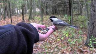 Feeding Birds by Hand Chickadees amp Nuthatches [upl. by Tdnerb878]