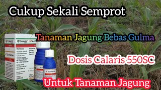 Herbisida Calaris 550 SC Sekali Semprot Sampai PanenDosis Dan Cara Aplikasi Buat Tanaman Jagung [upl. by Shea]