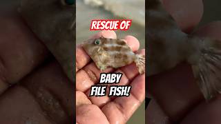 Adorable Baby Filefish Rescued  Back to the Wild shorts babyfish fishing [upl. by Yrek81]