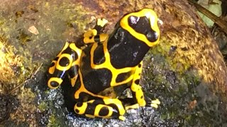 OneMinute Slice of Dart Frog Life [upl. by Dorolice]