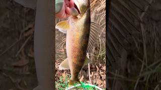 FALL WALLEYE FISHING ON THE RIVER fishing river tricks [upl. by Ttayh717]