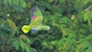 Breeding Blue fronted amazon parrot [upl. by Adena]