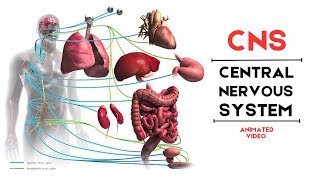 What is the Central Nervous System  Anatomy and Function  Animated Video [upl. by Syhr]