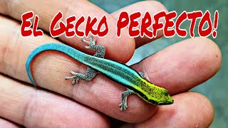 Terrario para Geckos Diurnos Fácil y efectivo [upl. by Sorrows]