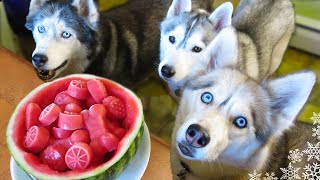 WATERMELON DOG TREAT How to make Frozen DIY Dog Treats  Snacks with the Snow Dogs 34 [upl. by Enelkcaj]