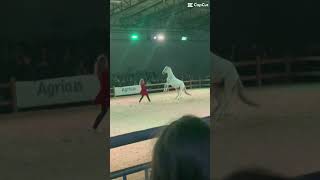 horse pferdeshow steigen [upl. by Ennaylil]