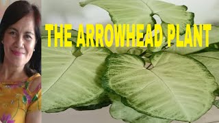 Vlog 460 The Arrowhead Plant Syngonium Podophyllum Indoor Or Outdoor Plant [upl. by Charmaine]