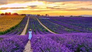 🇫🇷 PROVENCE Valensole France The most famous LAVANDER FIELDS4K [upl. by Naehs956]