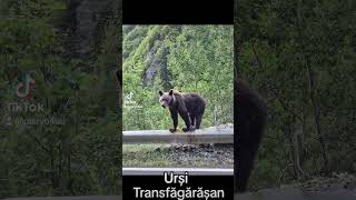 Ursi ❤️ Transfăgărășan ❤️🤗🐻‍❄️ [upl. by Meghan]